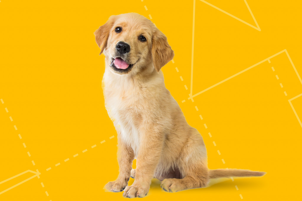 Header-Market-PetCare.jpg Market-Pet-Care.jpg